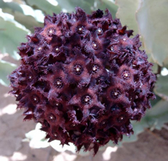 Premium Caralluma Extract