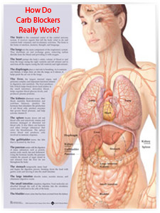 How Do Carb Blockers Works