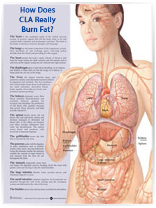 CLA Weight Loss Works