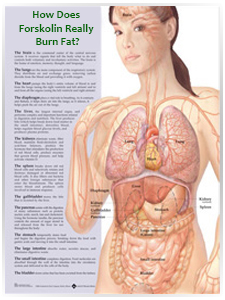 Forskolin Works