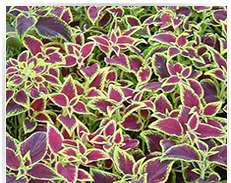 Premium Forskolin Extract