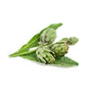 Saw Palmetto