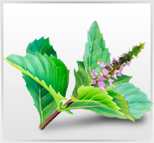 Premium Holy Basil Extract