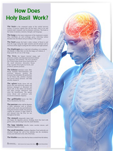Science behind Holy Basil