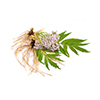 Saw Palmetto
