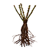 Beta Sitosterol