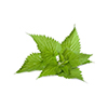 Nettle Leaves