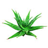 Saw Palmetto
