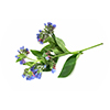 L-Glycine