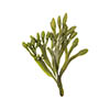 Selenium