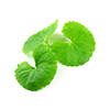 Soy Isoflavones