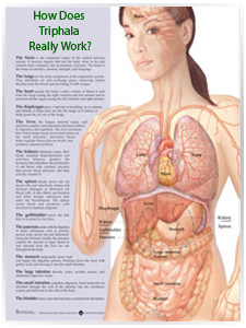 How Triphala Works